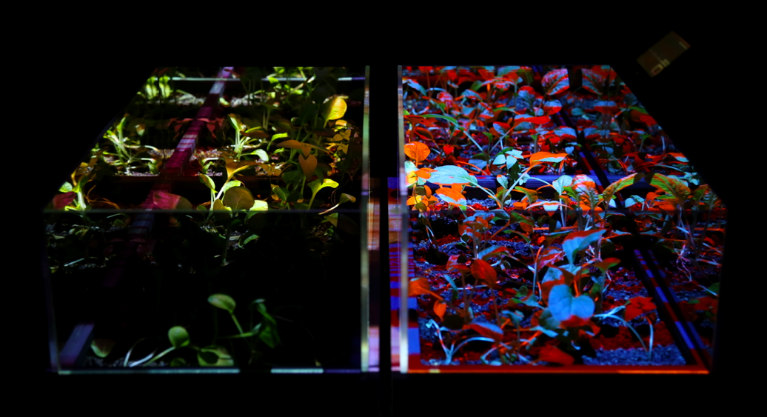 VGL radical ecology design experimental platform