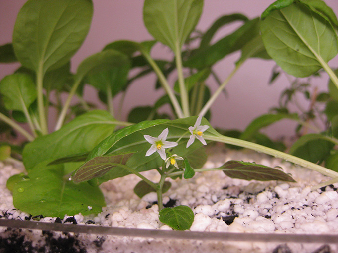 VGL crop yield with flowering